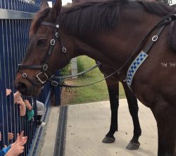NSW Mounted Police visits during Beef Week 2018